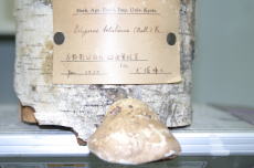 Polyporus betulinus
